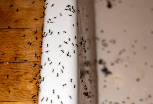 Best Pest Control Treatment  in Urbana, MD